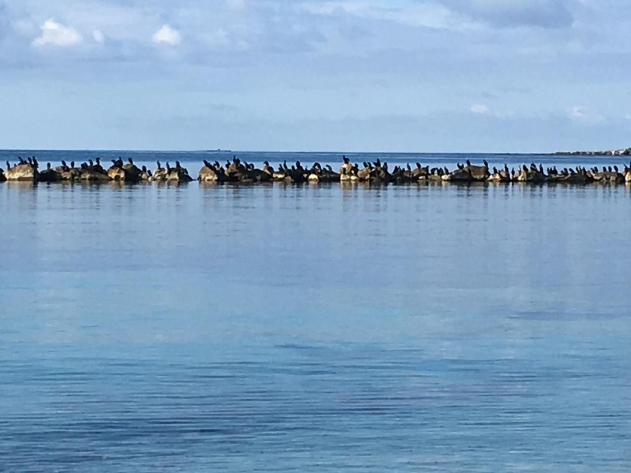 شقة Il Mare Di Alida ألغيرو المظهر الخارجي الصورة